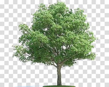 tree transparent background PNG clipart