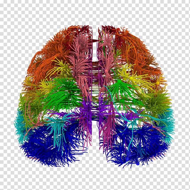 Blue Brain Project Wiring diagram Connectome, neuron transparent background PNG clipart