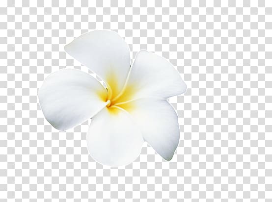 frangipani flowers creative transparent background PNG clipart