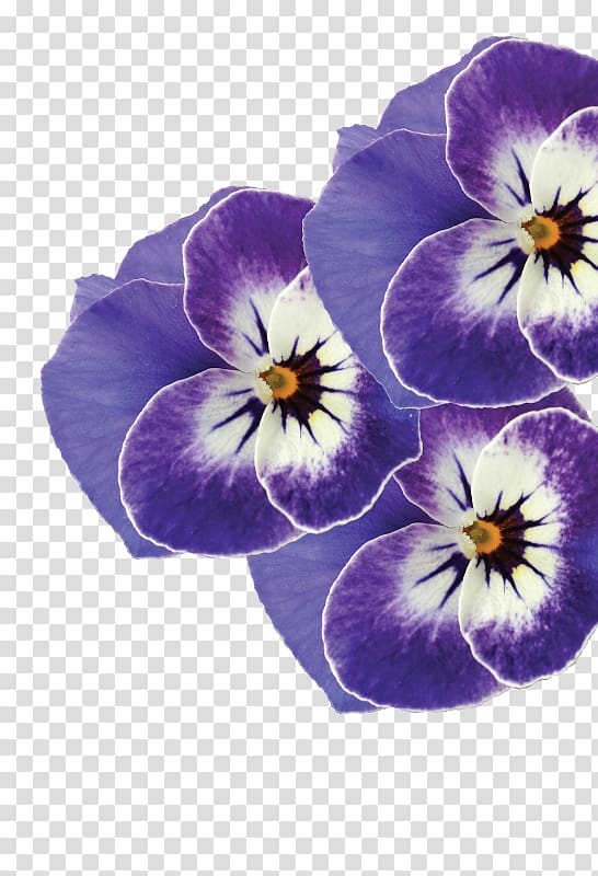 Pansy Valleybrook Gardens Ltd Violet Ontario, violet transparent background PNG clipart