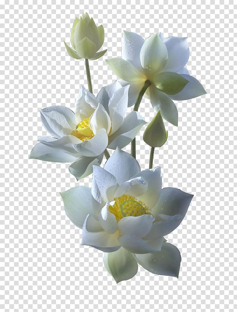 white lotus transparent background PNG clipart