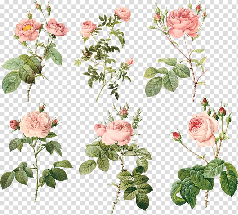 rose illustration, Garden roses Centifolia roses MacBook Air Floral design Flowerpot, Pink flowers transparent background PNG clipart