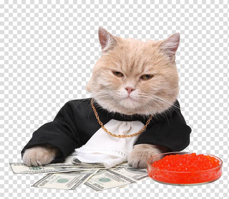 Money Maneki-neko Cat bite, Cute fat cat money transparent background PNG clipart