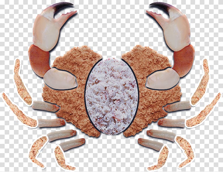 Dungeness crab I, Lobster: A Crustacean Odyssey Crab meat, crab transparent background PNG clipart