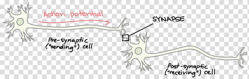 Neurotransmitter Synapse Neuron Brain Axon terminal, Brain transparent background PNG clipart