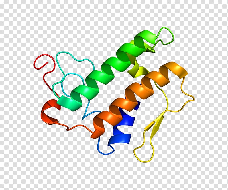Phospholipase A2 Protein Enzyme, chain gene transparent background PNG clipart