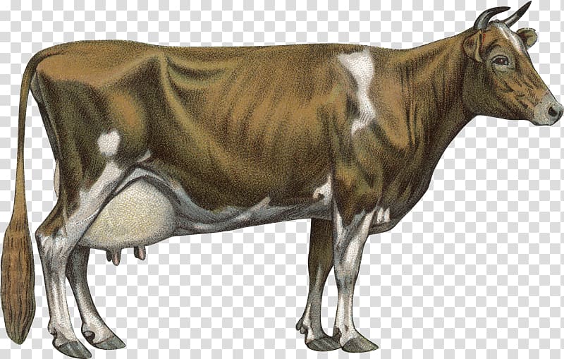 Jersey cattle Guernsey cattle Chillingham cattle Holstein Friesian cattle Brown Swiss cattle, toros transparent background PNG clipart