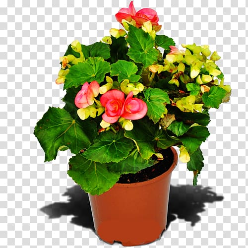 Begonia Houseplant Flowerpot Annual plant, Begonia transparent background PNG clipart