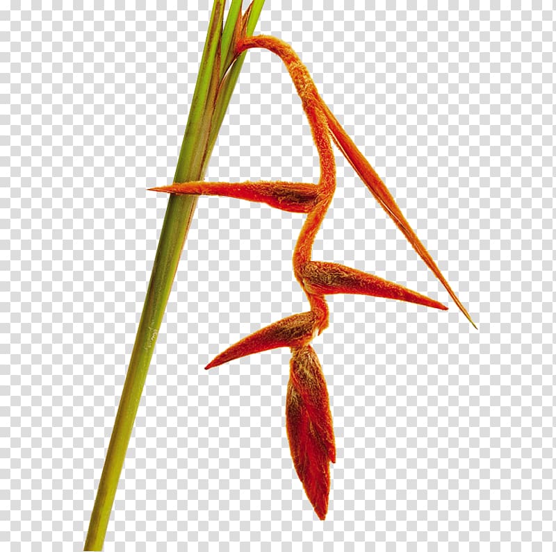 Lobster-claws Bird of paradise flower Heliconia vellerigera Cut flowers, hawthorn tree transparent background PNG clipart