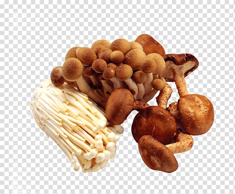 brown and white mushrooms art, Mushroom Kombucha Food Pantothenic acid Vitamin, Mushroom transparent background PNG clipart
