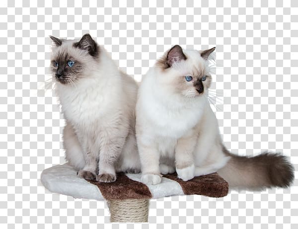 Ragdoll Birman Balinese cat Domestic short-haired cat Whiskers, Rag Doll transparent background PNG clipart