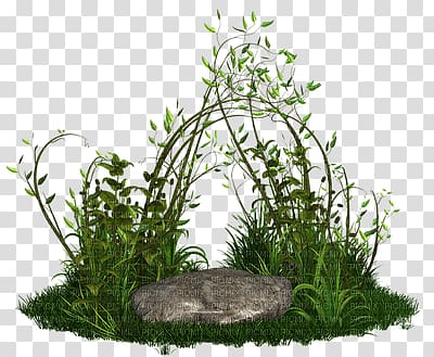 Plant , others transparent background PNG clipart