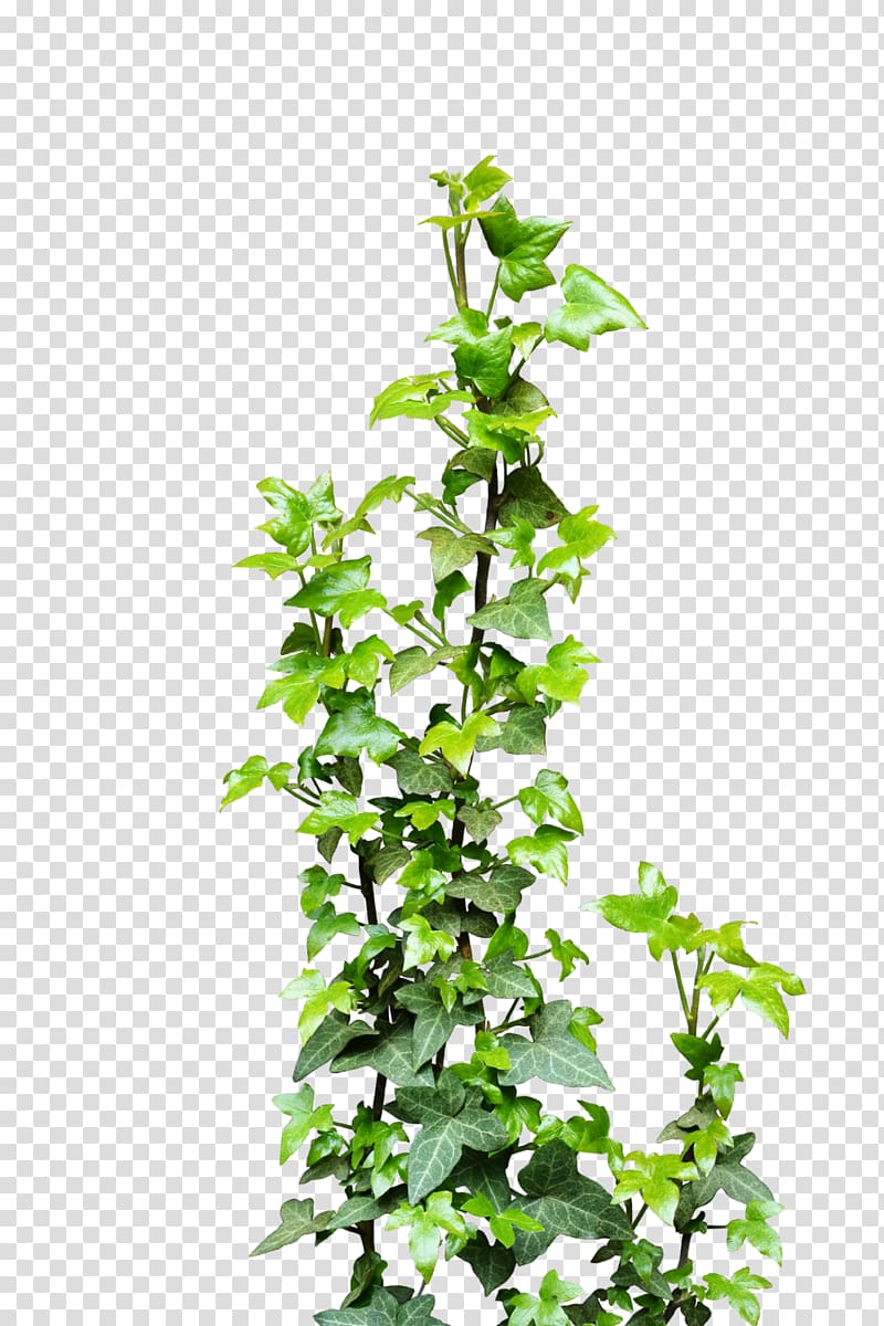 green leaf plant, Ivy Vine Plant , ivy transparent background PNG clipart