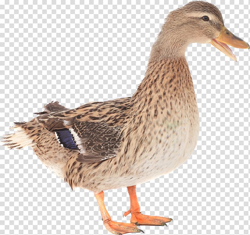 Mallard Goose Duck Cygnini Bird, goose transparent background PNG clipart