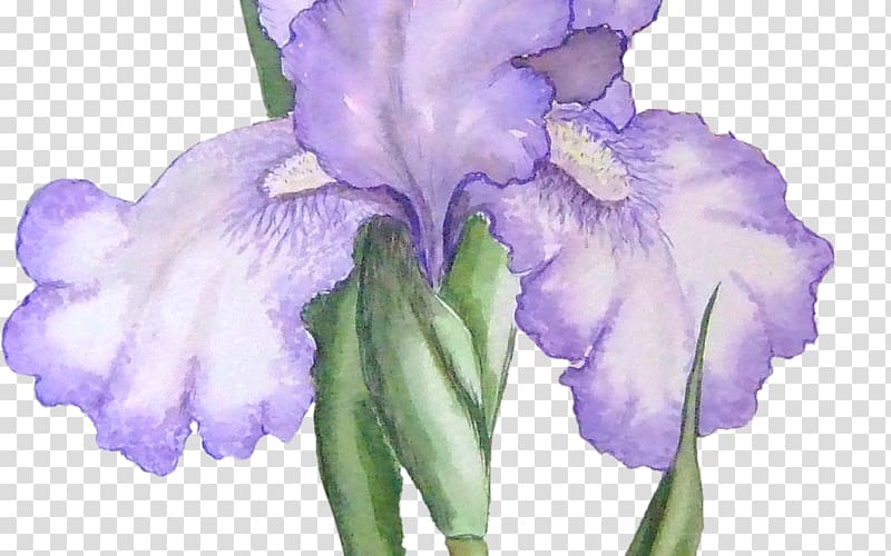 Orris root Northern blue flag Iris family , flower transparent background PNG clipart