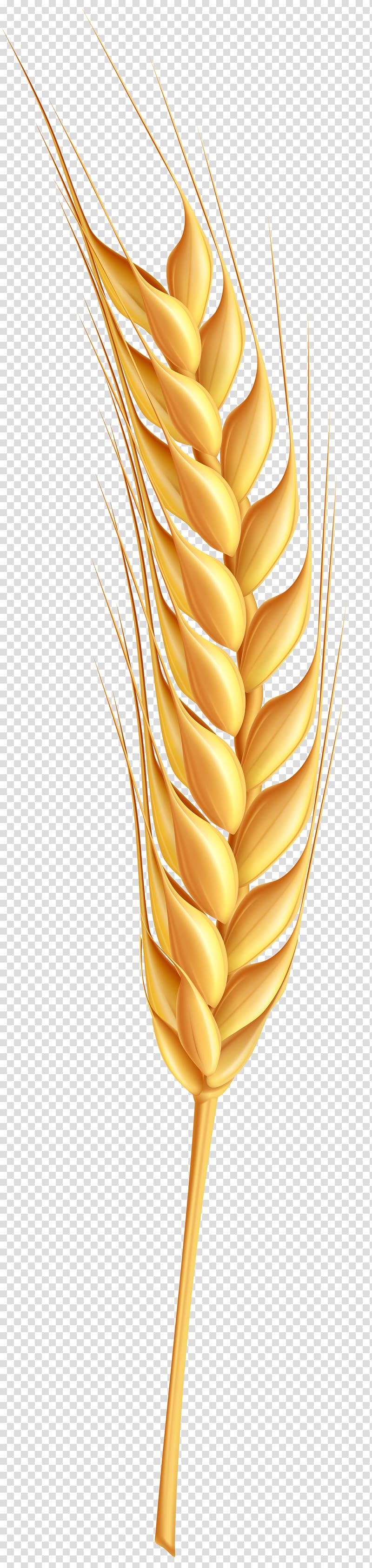 yellow corn, Wheat , Wheatear transparent background PNG clipart