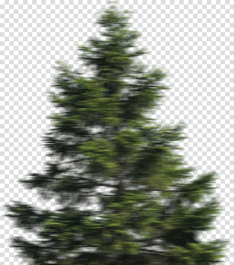 Stone pine Portable Network Graphics Scots pine Populus nigra, tree transparent background PNG clipart
