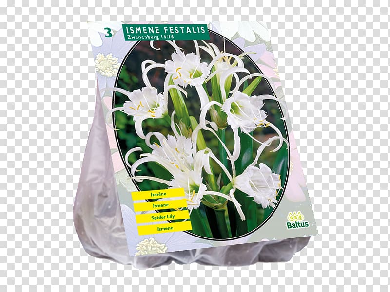 Tuberose Bulb Bolgewas Cut flowers Plant, iris germanica transparent background PNG clipart