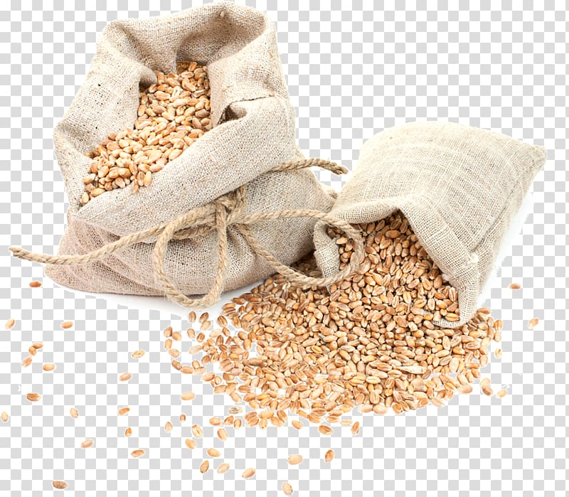 Wheat Crop Barley Cereal germ, wheat spike transparent background PNG clipart