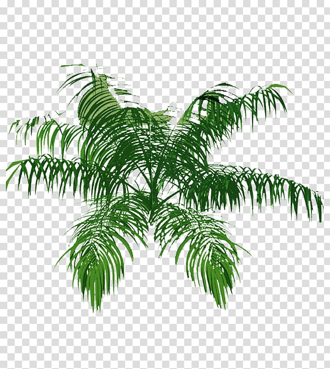 green coconut leaves illustration, Tree Arecaceae Plan Architecture Drawing, tree top view transparent background PNG clipart