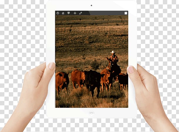 Cattle Texas Agricultural Land Trust iPad 2 Agriculture, agricultural land transparent background PNG clipart