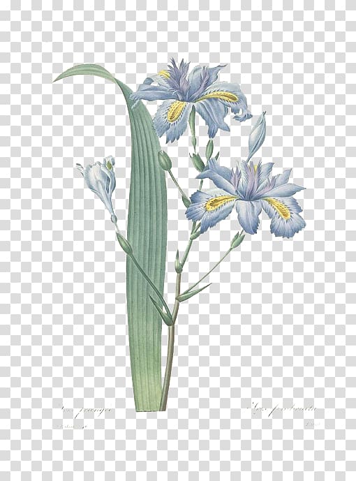Pierre-Joseph Redoutxe9 (1759-1840) Iris foetidissima Iris pallida Botanical illustration Botany, Retro Style Plants transparent background PNG clipart