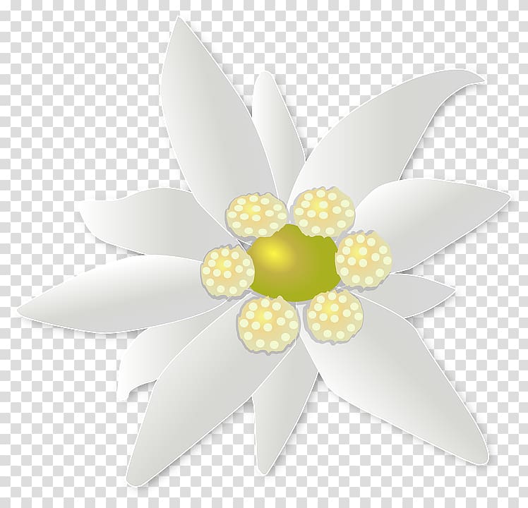 Edelweiss transparent background PNG clipart