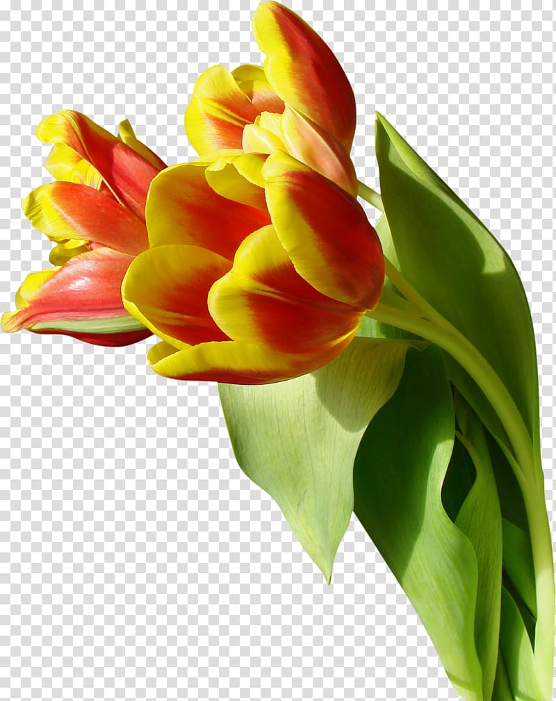 Tulip Flower , tulip transparent background PNG clipart