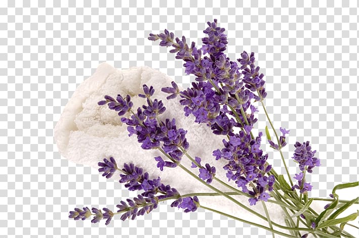 English lavender Humidifier French lavender Exfoliation Diffusion, others transparent background PNG clipart