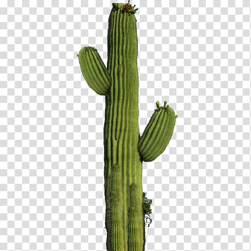 Cactaceae , Cactus 10 transparent background PNG clipart