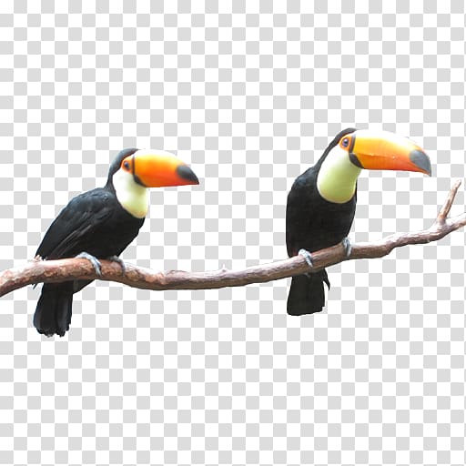 Toucan Cross-stitch Beak Hornbill Orcraphics, others transparent background PNG clipart