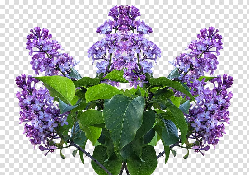 Common lilac Flower Shrub Garden, flower transparent background PNG clipart