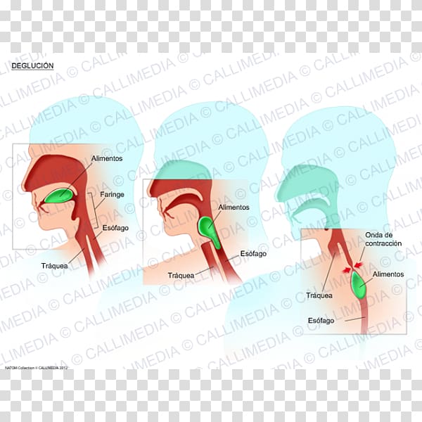 Swallowing Physiology Esophagus Larynx Breathing, Brain transparent background PNG clipart