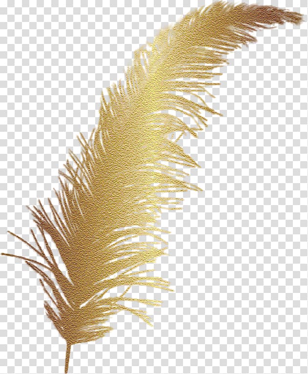Feather Color , feather transparent background PNG clipart