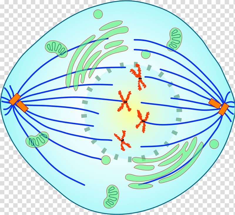 Prometaphase Mitosis Spindle apparatus Meiosis, magnified cancer cell cartoon transparent background PNG clipart