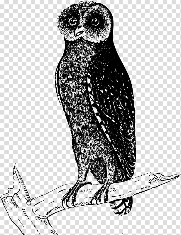 Great Grey Owl Bird Beak , owl transparent background PNG clipart