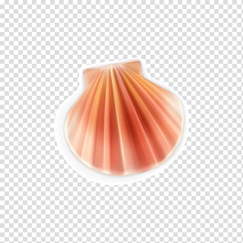 Euclidean Seashell Pearl, Shell cute transparent background PNG clipart