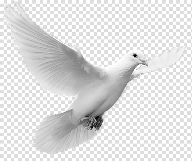 God Calvary Christian Church Feminazi, peace pigeon transparent background PNG clipart