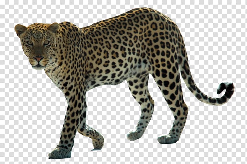 Snow leopard Arabian leopard African leopard Felidae, Leopard Hd transparent background PNG clipart