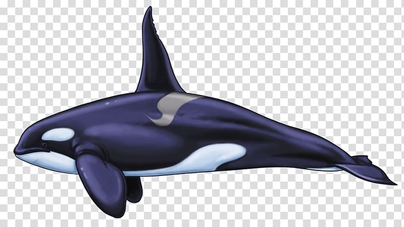 Common bottlenose dolphin Rough-toothed dolphin Tucuxi White-beaked dolphin Wholphin, Killer whale transparent background PNG clipart