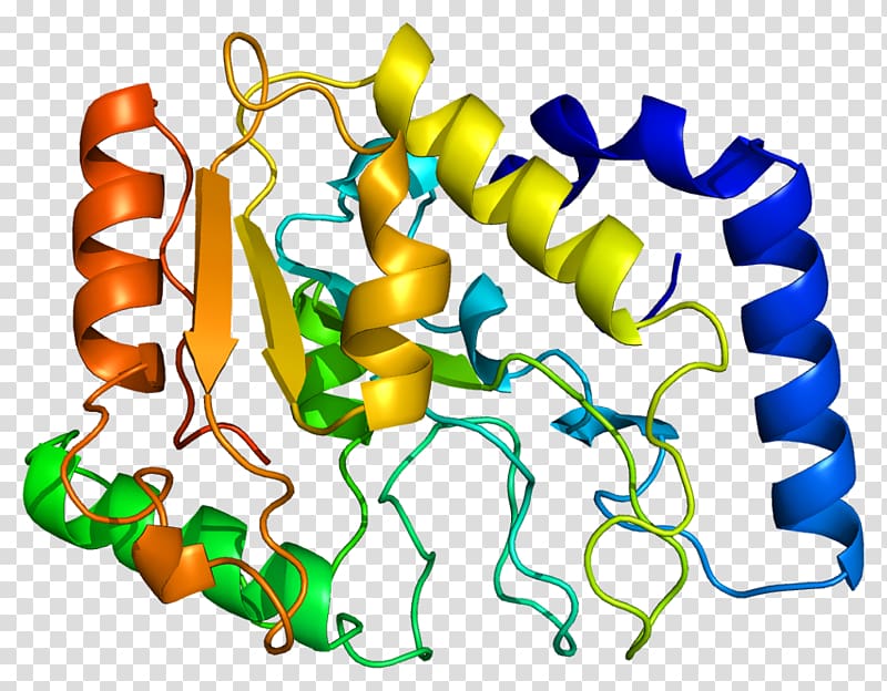 Uracil-DNA glycosylase Human genome, Ribosomal Protein transparent background PNG clipart