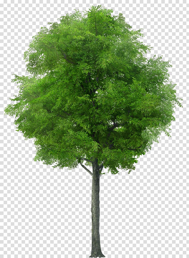 Tree Shrub Pruning, tree transparent background PNG clipart