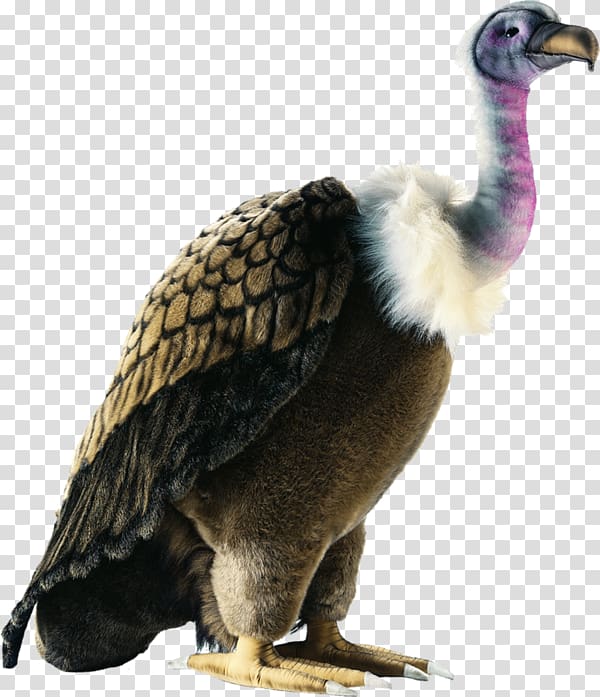 Bird of prey Plush Stuffed Animals & Cuddly Toys Vulture, Bird transparent background PNG clipart