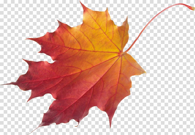 Autumn leaves transparent background PNG clipart