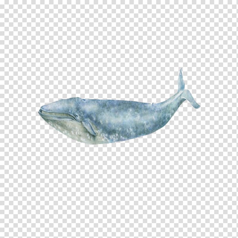 Blue whale Sea Ocean, Oceans whale transparent background PNG clipart