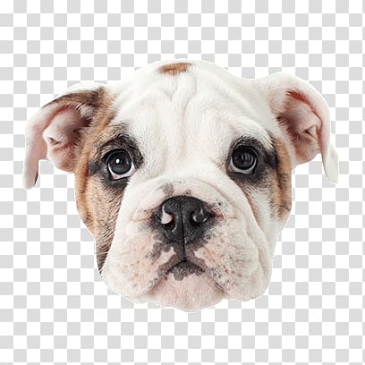 Dorset Olde Tyme Bulldogge Olde English Bulldogge Toy Bulldog Australian Bulldog Valley Bulldog, puppy transparent background PNG clipart