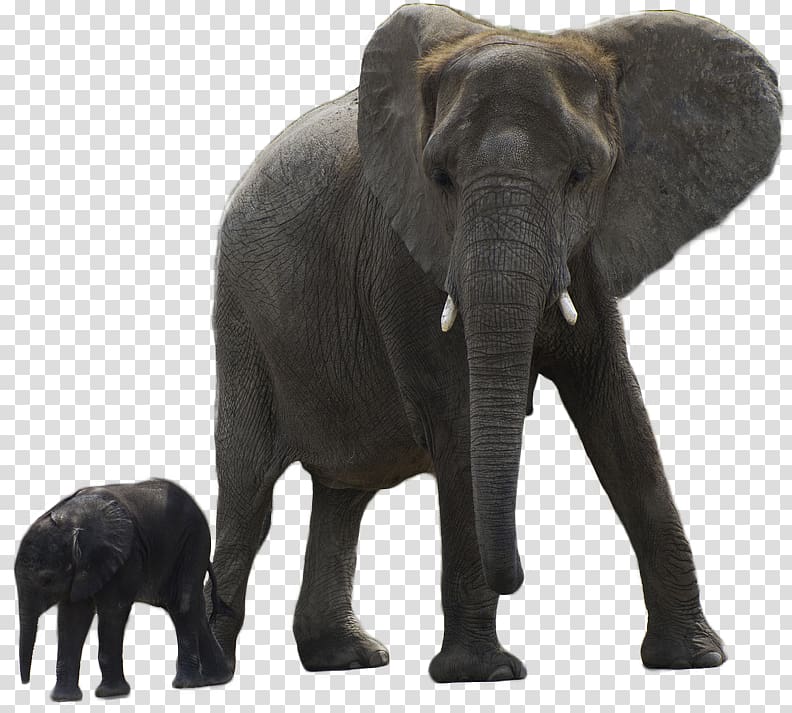 Asian elephant African forest elephant, creatures transparent background PNG clipart