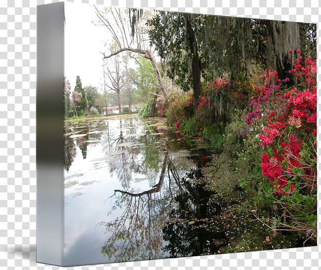 Bayou Water resources Swamp Tree Landscaping, tree transparent background PNG clipart
