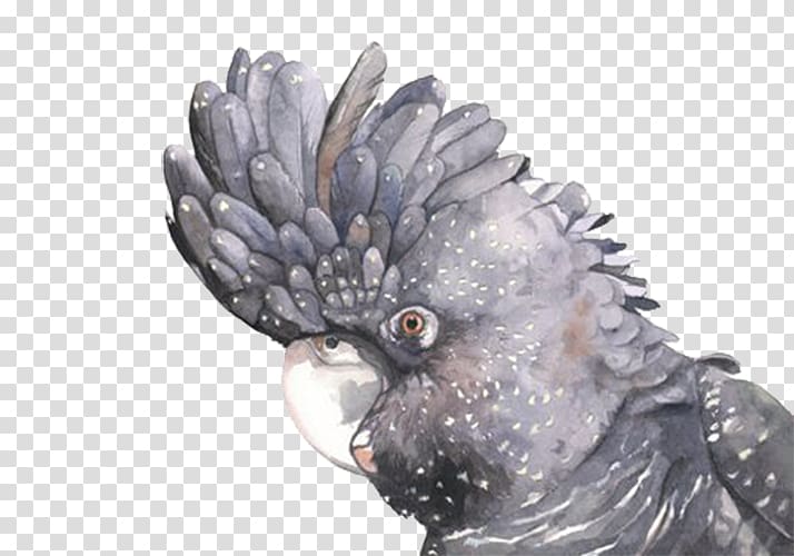 Red-tailed black cockatoo Paper Watercolor painting Do it yourself, Black Parrot transparent background PNG clipart