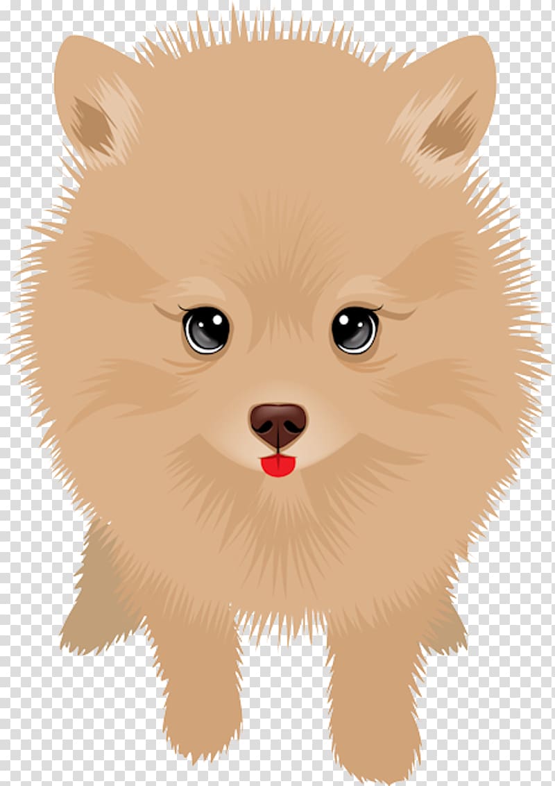 German Spitz Klein Pomeranian German Spitz Mittel Puppy Finnish Spitz, puppy transparent background PNG clipart